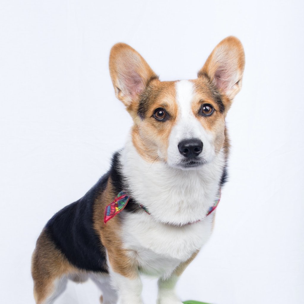 Pet Supplies & Services